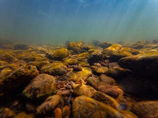 low visibility fast flow murky water, organic particle silt sediment pebble substrate, green alga...