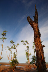 dead tree on the beach