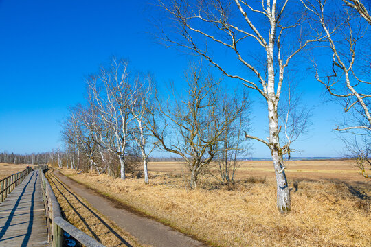 many birch trees along a path in the national forest at the federsee