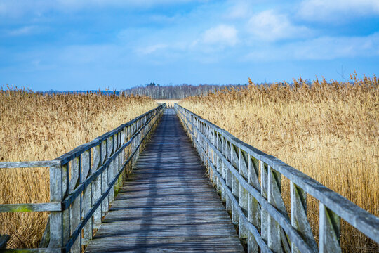 wooden path throug reed