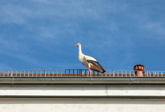 stork on a house roof on a visit