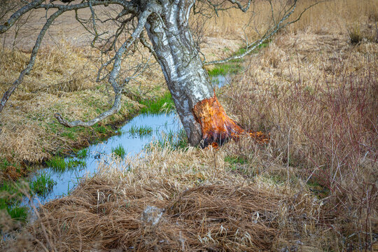 tree damage by beavers in the nature