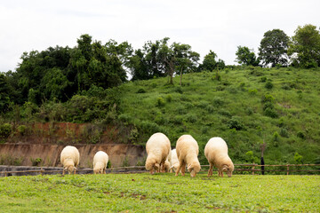 Flock of white sheep grazing on green field in mountain landscape with lush trees and cloudy sky