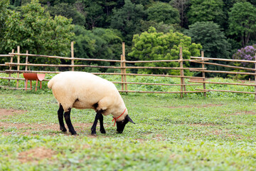 black-faced sheep grazing on dirt ground with green forest and mountain in background