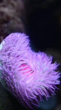 Sandy Anemone (Bunodactis reynaudi) &ndash; 4K Close-Up of Coastal Invertebrate