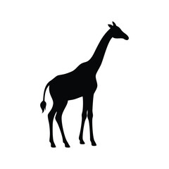 Fototapeta premium A sleek black silhouette of a giraffe stands tall against a transparent background