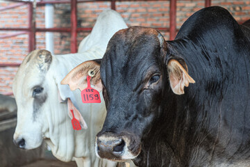 A number of Brahman Cross or BX cattle on a modern farm.