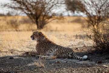 Untamed beauty of Namibia’s vast and rugged landscapes