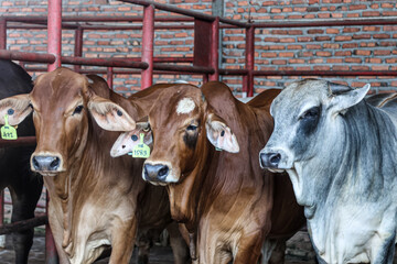 A number of Brahman Cross or BX cattle on a modern farm.