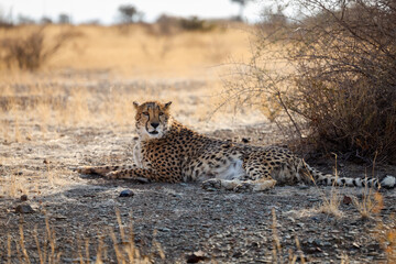 Untamed beauty of Namibia’s vast and rugged landscapes