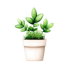Obraz premium Lush green succulent in a minimalist pot