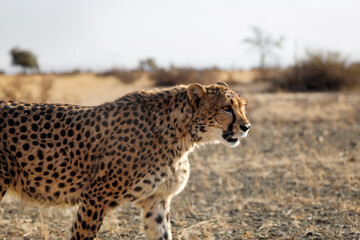 Untamed beauty of Namibia’s vast and rugged landscapes