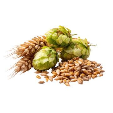 Fresh hops and malted barley grains isolated on transparent background