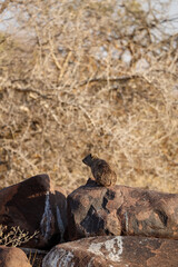 Untamed beauty of Namibia’s vast and rugged landscapes