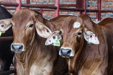 A number of Brahman Cross or BX cattle on a modern farm.