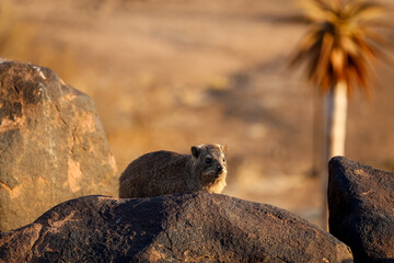 Untamed beauty of Namibia’s vast and rugged landscapes