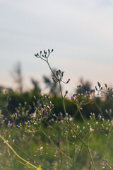 flowers in the meadow