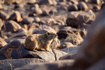 Untamed beauty of Namibia’s vast and rugged landscapes