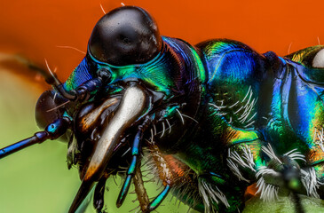 Metallic Tiger Beetle insect macro photography