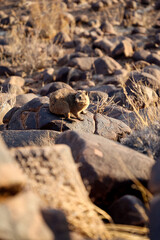 Untamed beauty of Namibia’s vast and rugged landscapes