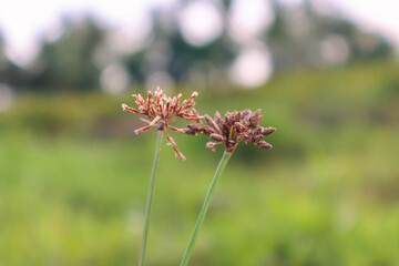 flowers in the forest