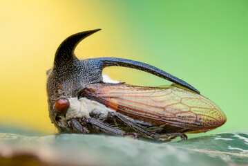 Strange insect with three horns – Treehopper macro