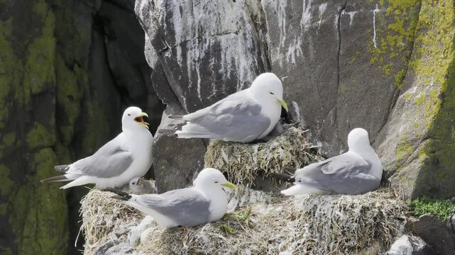 Kittiwakes (Rissa tridactyla) nesting on cliff face, Isle of May, Scotland