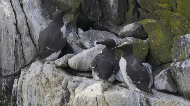 Guillemots (Uria aalge) on the Isle of May, Scotland