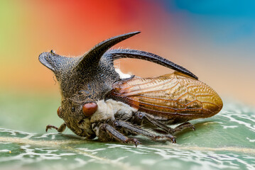 Three-horned Treehopper