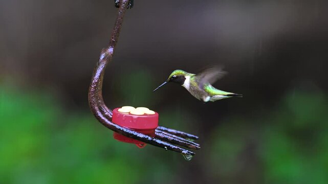 A male Ruby-throated hummingbird dodges raindrops during a heavy rain in Windsor in Upstate NY.  Red and yellow button feeder on rusted garden fork feeder in our yard.