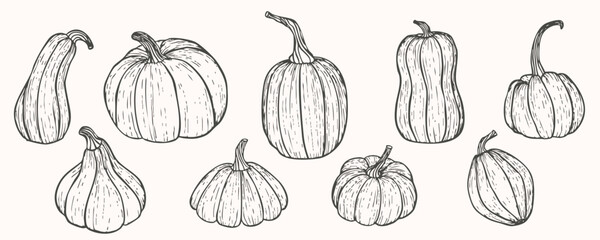 Hand drawn pumpkin collection in vintage engraving style for autumn and thanksgiving design