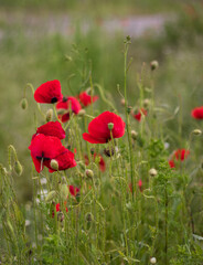 Poppies in the field. Balanced mix of green and red color