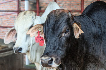 A number of Brahman Cross or BX cattle on a modern farm.