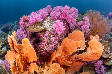 Colorful underwater landscape around Talang Pinnacle or Stonehenge, the most popular dive site for...