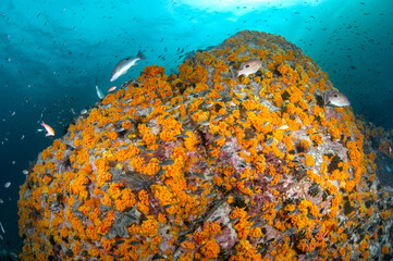 Orange cup coral (tubastraea, coccinea) cover on the pinnacle with a school of fish at 8 mile rock,...