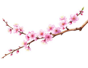 Minimalist Plum Flower Cluster with Twisting Twig, Japanese-Inspired Style, Isolated on White