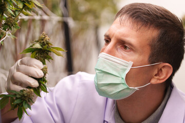 Close-up of doctors studying the growth of cannabis leaves in a cannabis plant nursery
