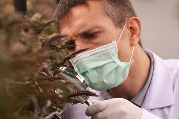 Doctors and scientists are studying the growth of cannabis leaves in a cannabis nursery.