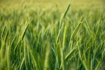 Close-up of vibrant green rye crop bathed in natural sunlight, highlighting healthy growth and...