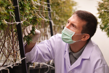 Close-up of doctors studying the growth of cannabis leaves in a cannabis plant nursery