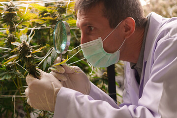 Close-up of doctors studying the growth of cannabis leaves in a cannabis plant nursery