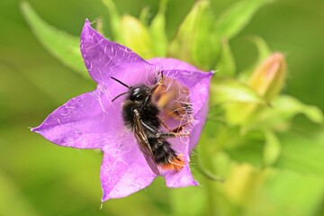 Steinhummel (Bombus lapidarius) in Nesselblättriger Glockenblume (Campanula trachelium)