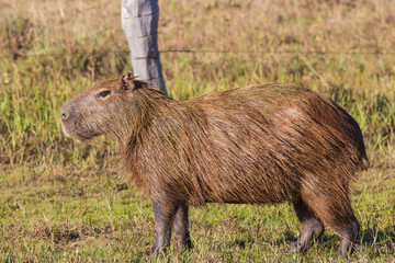 Capybara