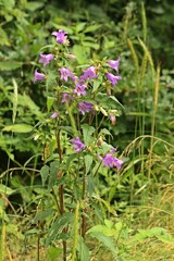 Nesselblättrige Glockenblume (Campanula trachelium)