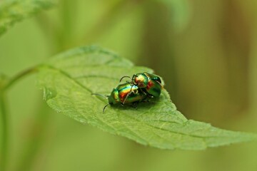 Paarung des Prächtigen Blattkäfers (Chrysolina fastuosa) an Hohlzahn © Schmutzler-Schaub