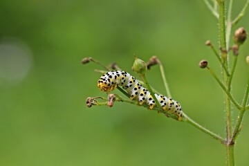 Raupe des Braunwurz-Mönchs (Shargacucullia scrophulariae)
an Knotiger Braunwurz (Scrophularia nodosa)