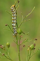 Raupe des Braunwurz-Mönchs (Shargacucullia scrophulariae)
an Knotiger Braunwurz (Scrophularia nodosa)