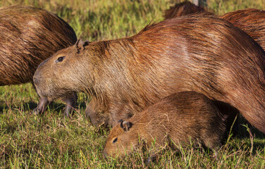 Capybara
