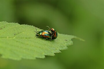 Fototapeta premium Paarung des Prächtigen Blattkäfers (Chrysolina fastuosa) an Hohlzahn
