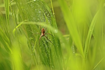Listspinne (Pisaura mirabilis) im nassen Netz